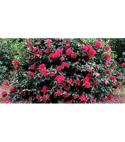 Amazon.com : Blooming & Beautiful - Kramer's Supreme Camellia - 3